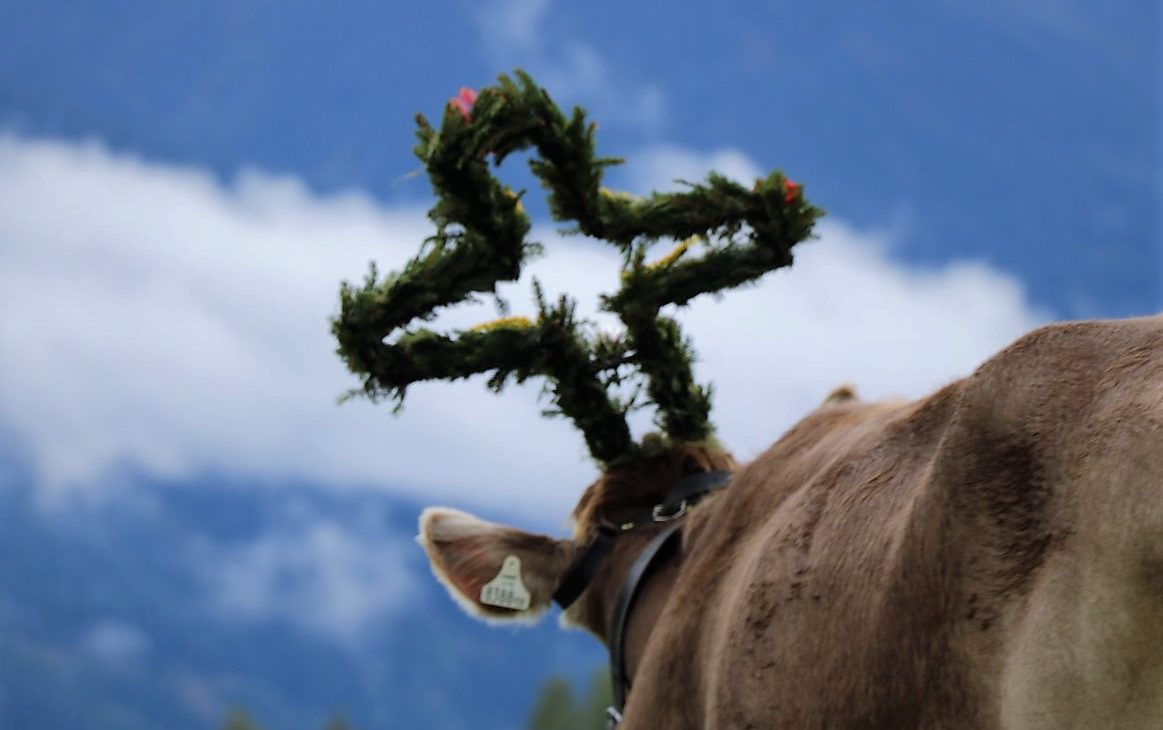 Zum letzten Mal wurde das Vieh beim Almabtrieb 2012 geschmückt. Foto: Knut Kuckel