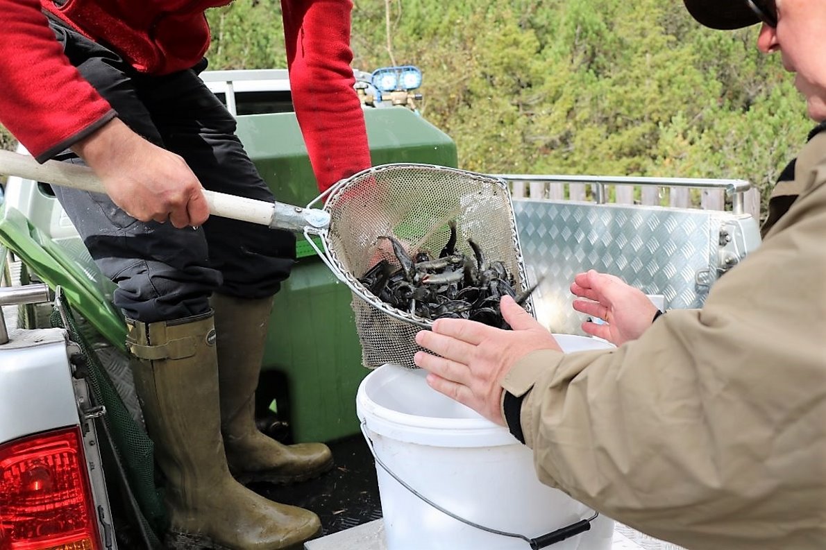 Der Revierfischer vom Achensee, Anton Kandler, lieferte für den Fischbesatz mehr als 3000 Forellen an. (Foto: Knut Kuckel)
